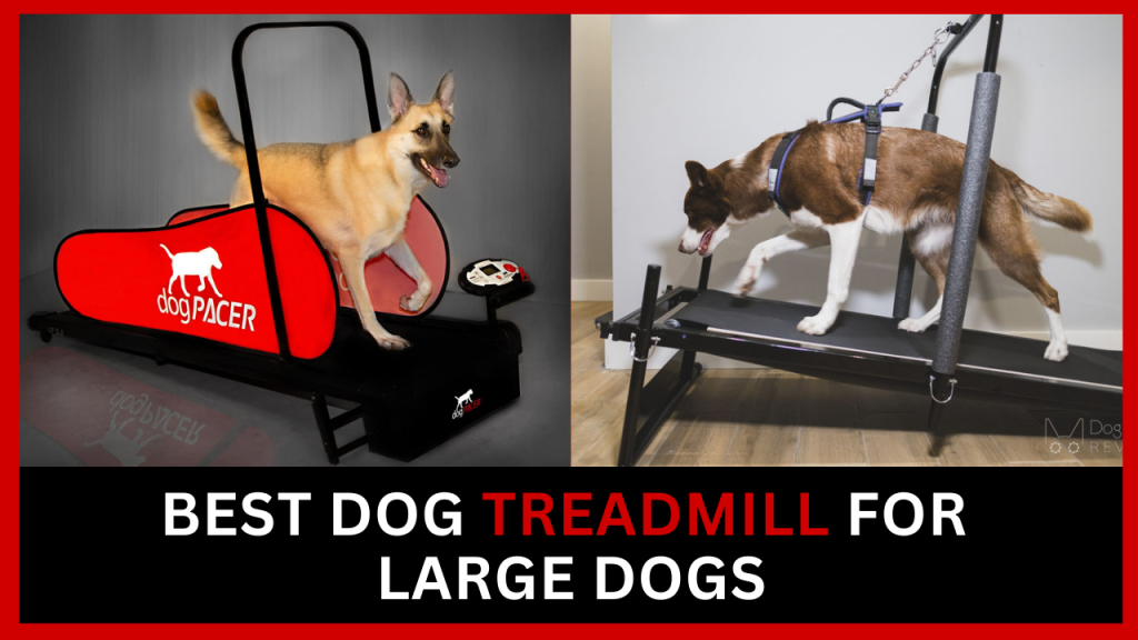 Best Dog Treadmill For Large Dogs