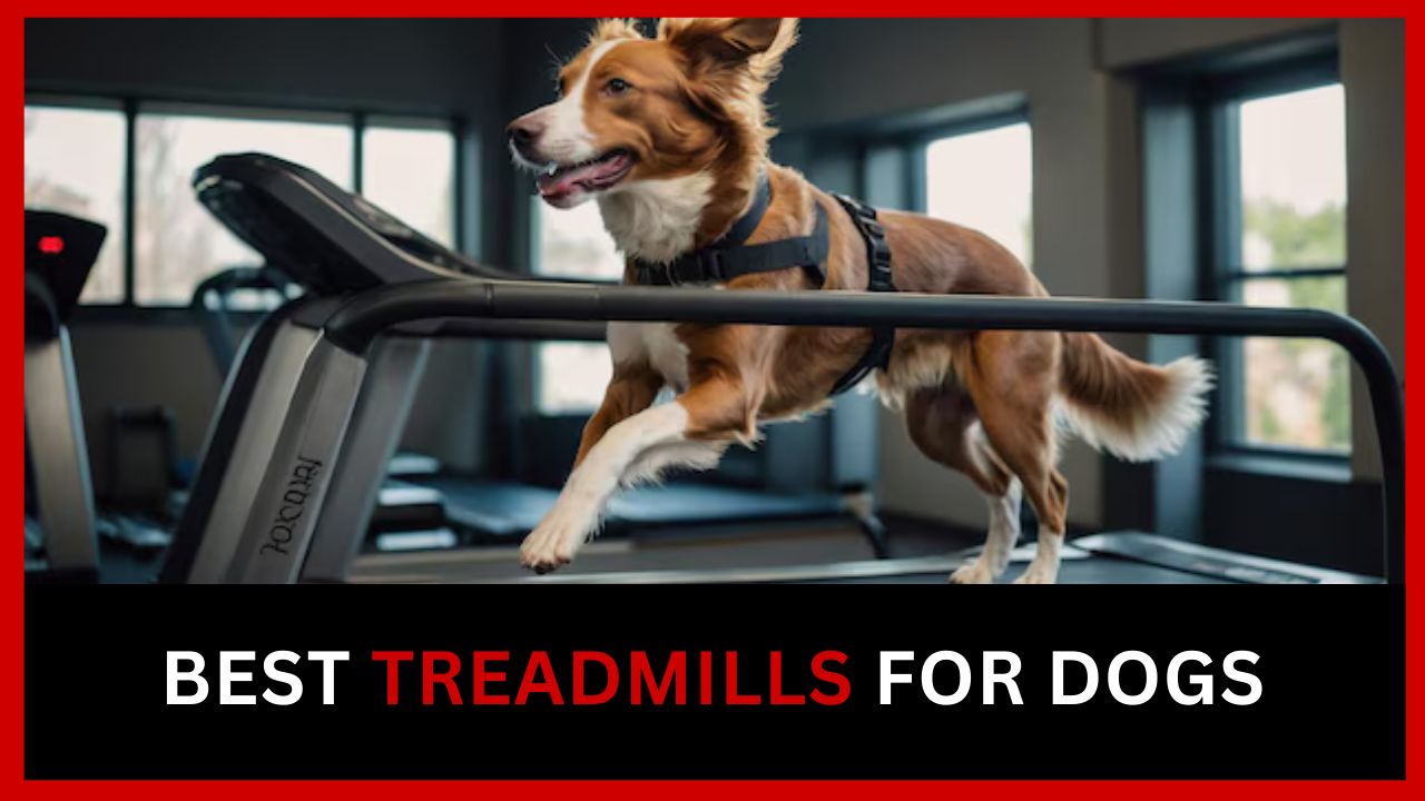 Best Treadmills For Dogs